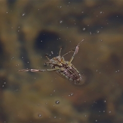 Enithares sp. (genus) at Tharwa, ACT - 10 Aug 2024