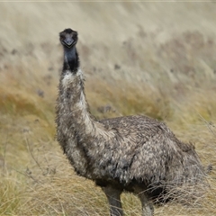 Dromaius novaehollandiae at Kambah, ACT - 28 Aug 2024 12:39 PM