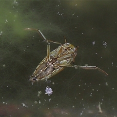 Enithares sp. (genus) (Backswimmer) at Tharwa, ACT - 21 Aug 2024 by TimL