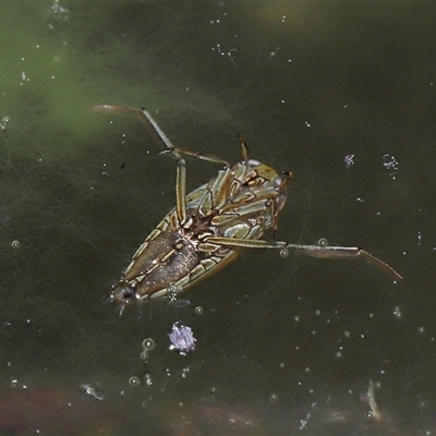 Enithares sp. (genus) at Tharwa, ACT - 21 Aug 2024 by TimL