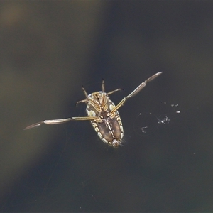 Enithares sp. (genus) at Tharwa, ACT - 21 Aug 2024