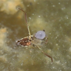 Enithares sp. (genus) at Tharwa, ACT - 21 Aug 2024