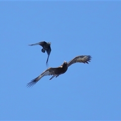 Aquila audax (Wedge-tailed Eagle) at Throsby, ACT - 24 Aug 2024 by TimL