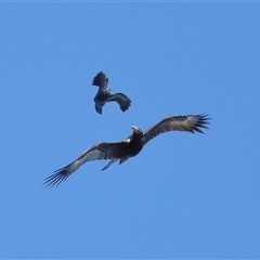 Aquila audax at Throsby, ACT - 24 Aug 2024 11:58 AM