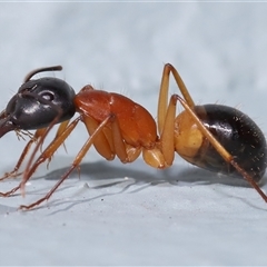 Camponotus consobrinus (Banded sugar ant) at Acton, ACT - 7 Aug 2024 by TimL