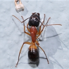 Camponotus consobrinus at Acton, ACT - 7 Aug 2024