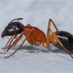 Camponotus consobrinus at Acton, ACT - 7 Aug 2024