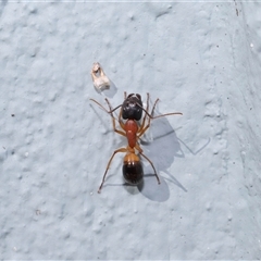 Camponotus consobrinus at Acton, ACT - 7 Aug 2024 01:30 PM