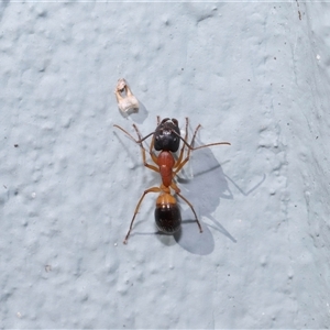 Camponotus consobrinus at Acton, ACT - 7 Aug 2024