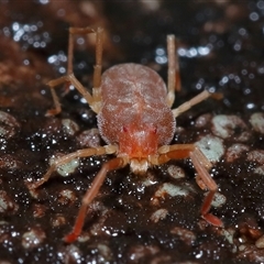 Trombidiidae (family) (Red velvet mite) at Tharwa, ACT - 10 Jul 2024 by TimL