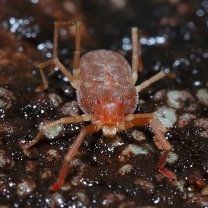 Trombidiidae (family) at Tharwa, ACT - 10 Jul 2024 02:16 PM