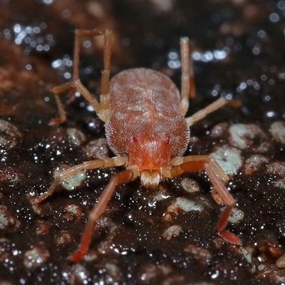 Trombidiidae (family) (Red velvet mite) at Tharwa, ACT - 10 Jul 2024 by TimL