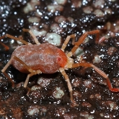 Trombidiidae (family) at Tharwa, ACT - 10 Jul 2024 02:16 PM