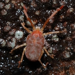 Trombidiidae (family) at Tharwa, ACT - 10 Jul 2024 02:16 PM