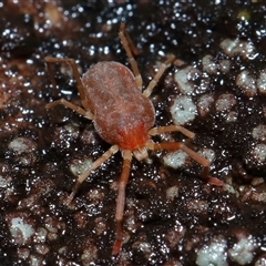 Trombidiidae (family) at Tharwa, ACT - 10 Jul 2024 02:16 PM