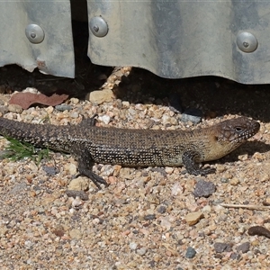 Egernia cunninghami at Forde, ACT - 7 Sep 2024 01:22 PM