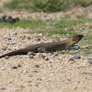 Egernia cunninghami at Forde, ACT - 7 Sep 2024 01:22 PM