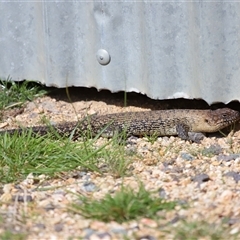 Egernia cunninghami at Forde, ACT - 7 Sep 2024 01:22 PM