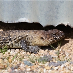 Egernia cunninghami at Forde, ACT - 7 Sep 2024 01:22 PM