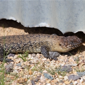 Egernia cunninghami at Forde, ACT - 7 Sep 2024 01:22 PM