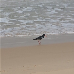 Haematopus longirostris (Australian Pied Oystercatcher) at Seal Rocks, NSW - 8 Sep 2024 by immyw