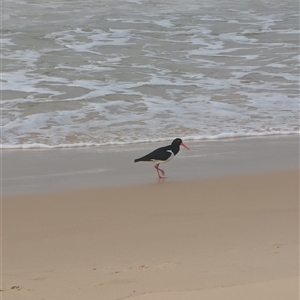 Haematopus longirostris at Seal Rocks, NSW - 8 Sep 2024