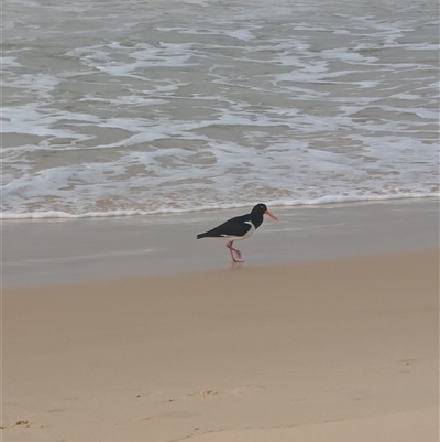 Haematopus longirostris (Australian Pied Oystercatcher) at Seal Rocks, NSW - 7 Sep 2024 by immyw