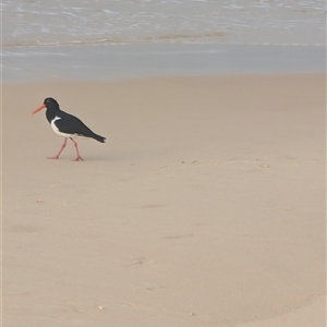 Haematopus longirostris at Seal Rocks, NSW - 8 Sep 2024