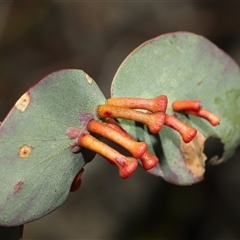 Apiomorpha sp. (genus) (A gall forming scale) at Tharwa, ACT - 21 Aug 2024 by TimL