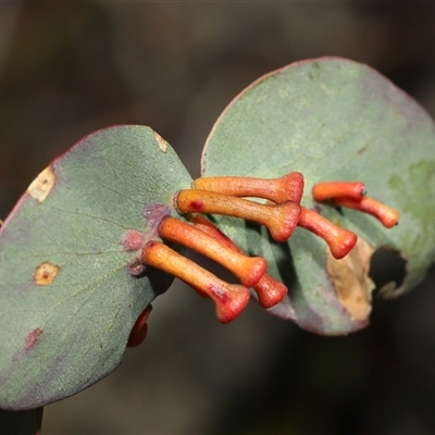 Apiomorpha sp. (genus) (A gall forming scale) at Tharwa, ACT - 21 Aug 2024 by TimL