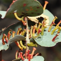 Unidentified at suppressed - 21 Aug 2024