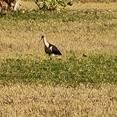 Threskiornis spinicollis (Straw-necked Ibis) at Saint George Ranges, WA - 12 Sep 2024 by Mike