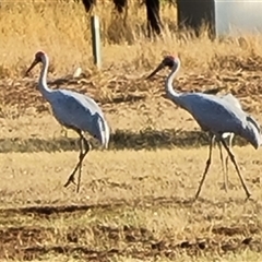 Grus rubicunda (Brolga) at Saint George Ranges, WA - 13 Sep 2024 by Mike