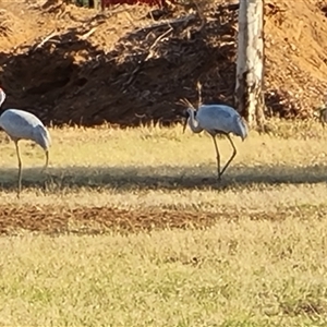 Grus rubicunda at Saint George Ranges, WA - 13 Sep 2024 08:45 AM