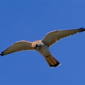 Falco cenchroides at Strathnairn, ACT - 4 Sep 2024 01:49 PM