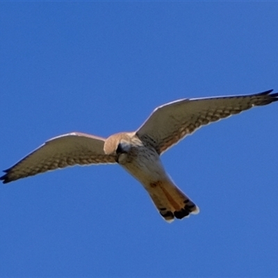 Falco cenchroides (Nankeen Kestrel) at Strathnairn, ACT - 4 Sep 2024 by Kurt