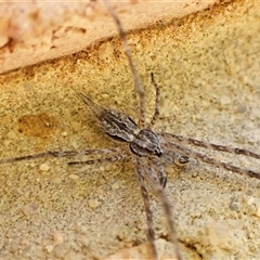 Tamopsis fickerti (Two-tailed spider) at Cook, ACT - 6 Sep 2024 by CathB