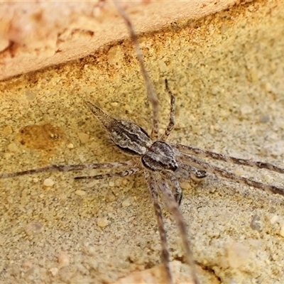 Tamopsis fickerti (Two-tailed spider) at Cook, ACT - 5 Sep 2024 by CathB