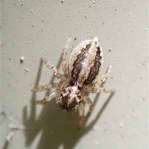 Maratus pavonis at Cook, ACT - suppressed