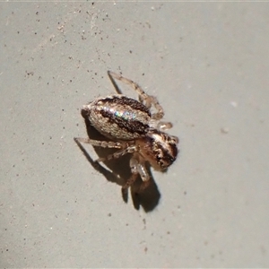 Maratus pavonis at Cook, ACT - suppressed