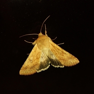 Helicoverpa punctigera at Cook, ACT - 6 Sep 2024