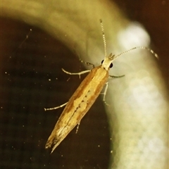 Plutella xylostella (Diamondback Moth) at Cook, ACT - 6 Sep 2024 by CathB