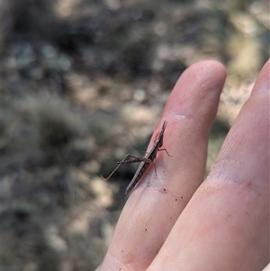 Keyacris scurra at Kambah, ACT - 13 Sep 2024 09:58 AM