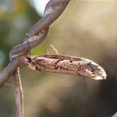 Philobota stella (A concealer moth) at Cook, ACT - 5 Sep 2024 by CathB