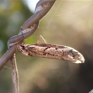 Philobota stella at Cook, ACT - 5 Sep 2024 04:48 PM