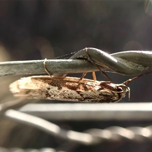 Philobota stella at Cook, ACT - 5 Sep 2024 04:48 PM