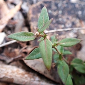 Opercularia hispida at Aranda, ACT - 7 Sep 2024