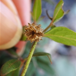 Opercularia hispida at Aranda, ACT - 7 Sep 2024