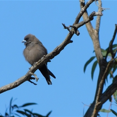 Artamus cyanopterus (Dusky Woodswallow) at Symonston, ACT - 13 Sep 2024 by CallumBraeRuralProperty