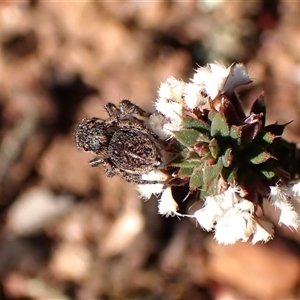 Maratus chrysomelas at Aranda, ACT - 7 Sep 2024 03:09 PM